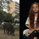 Shakira reflects on the inhumanity of strangers, wild boar.